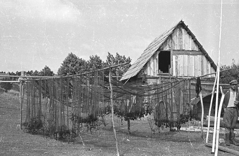 Wie Bryzgiel, 1950 r.